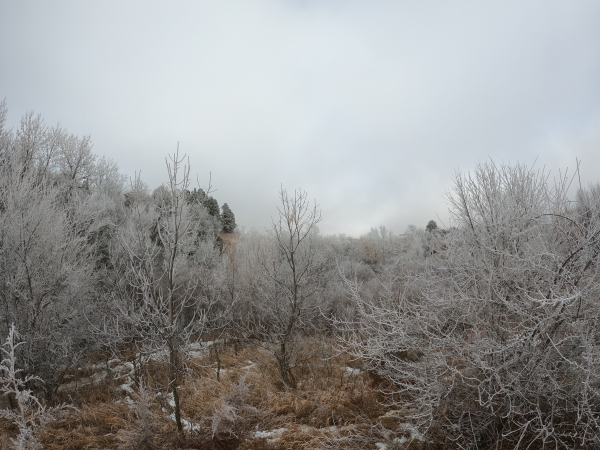 Beautiful Trees at Cottonmill Park